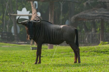 Wildebeest Urinates on Fieldの写真素材