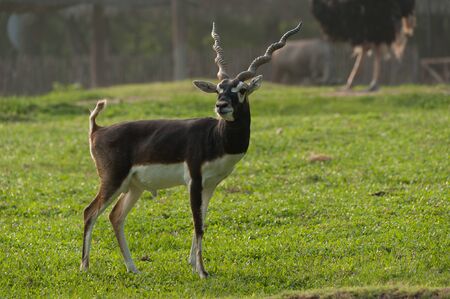 Male Backbuck watching on grass fieldの写真素材