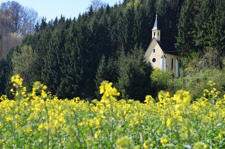 A blooming rapeseed field with a chapel in Ohlsdorf (Austria)の写真素材