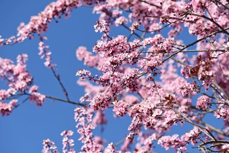 Rosa BlÃ¼ten mit blauem Himmel im FrÃ¼hling in Ã–sterreich - Pink blossoms with a blue sky in...