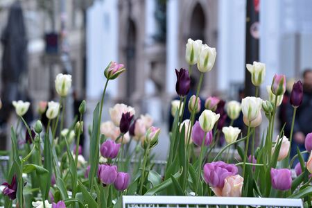 The center of Munich is decorated with beautiful flowers.の写真素材