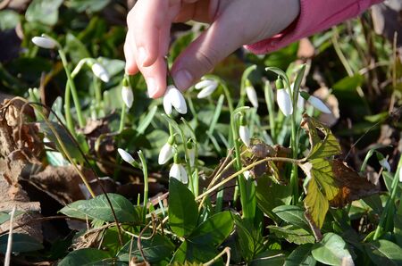 Snowdrop blooms in spring in the Salzkammergut (Upper Austria, Austria) - Snowdrop blooms in spring in the Salzkammergut (Upper Austria, Austria)の写真素材
