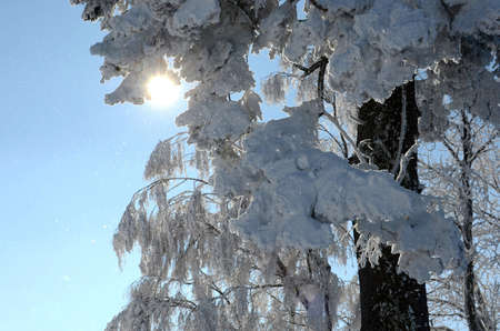 Winter wonderland on the GrÃ¼nberg (Gmunden, Salzkammergut, Upper Austria, Austria)のeditorial素材