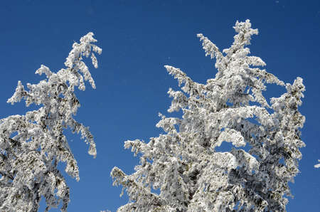 Winter wonderland on the GrÃ¼nberg (Gmunden, Salzkammergut, Upper Austria, Austria)のeditorial素材