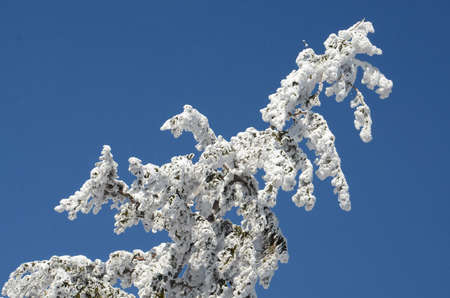 Winter wonderland on the GrÃ¼nberg (Gmunden, Salzkammergut, Upper Austria, Austria)のeditorial素材