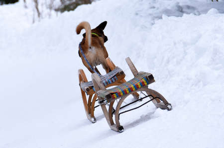 Sledging on the Hochsteinalm (Traunkirchen, Gmunden, Upper Austria, Austria)のeditorial素材
