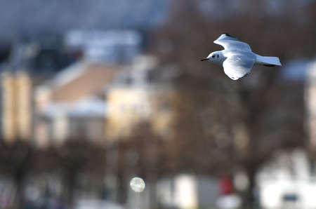 Seagulls at the Traunsee in Gmunden in winter (Salzkammergut, District Gmunden, Upper Austria, Austria)の写真素材