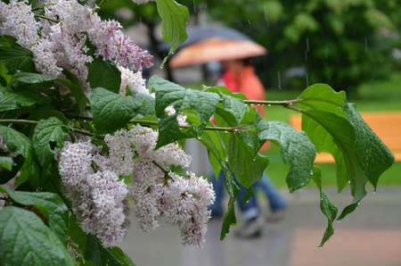 Rainy weather in the city (Linz, Upper Austria, Austria)の写真素材