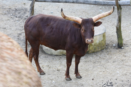 Watussi beef in Salzburg Zoo, Austria, Europeの写真素材