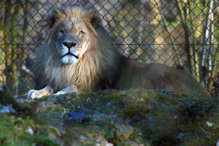Lion in Salzburg Zoo, Austria, Europe