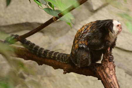 Geoffrey's marmoset in Schmiding Zoo, Upper Austria, Austria, Europeの写真素材