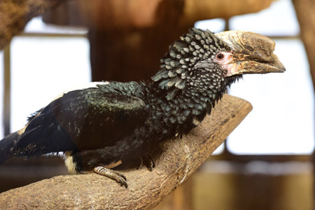 Silvery cheeked hornbill in Schmiding Zoo, Upper Austria, Austria, Europeの写真素材