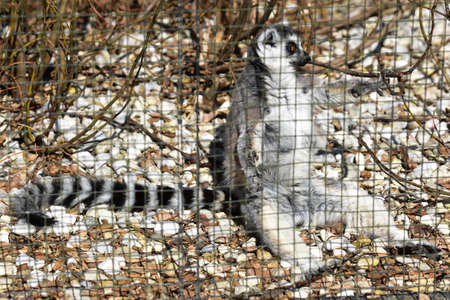 Ring tailed lemur in Schmiding Zoo, Upper Austria, Austria, Europe