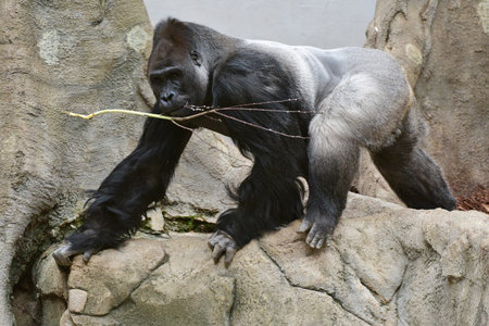 Gorilla in Schmiding Zoo, Upper Austria, Austria, Europe