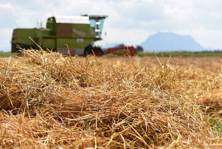 Combine harvester on grain field in the Salzkammergut, Upper Austria, Austria, Europe