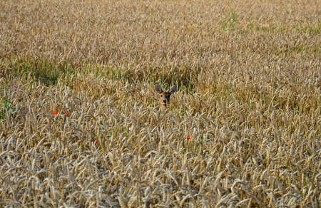 A shy deer in a wheat field in the Salzkammergut, Austria, Europeの写真素材