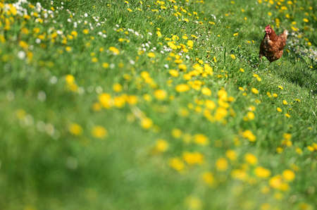 A chicken in a meadow in an orchard in Upper Austria, Austria, Europeの写真素材