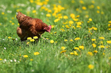 A chicken in a meadow in an orchard in Upper Austria, Austria, Europeの写真素材
