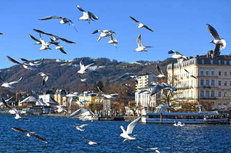 Many seagulls in Gmunden am Traunsee in winter, Salzkammergut, Austria, Europeの写真素材