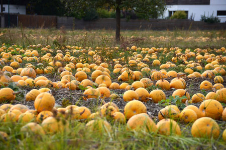 A pumpkin field in autumn in VÃ¶cklabruck, district, Upper Austria, Austria, Europe