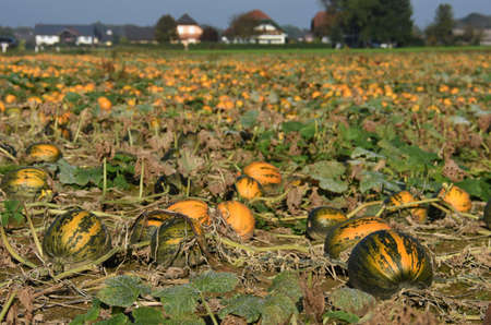 A pumpkin field in autumn in VÃ¶cklabruck, district, Upper Austria, Austria, Europeの写真素材