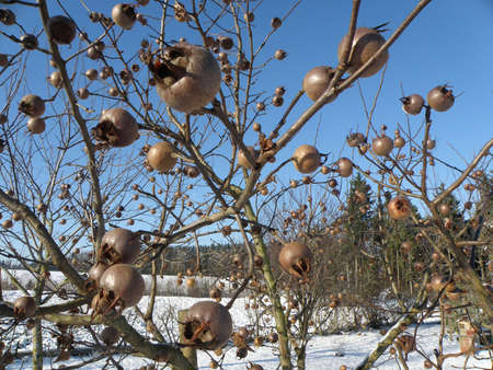 Medlar, also Asperl, in winter with frost in the Salzkammergut, Austria, Europe