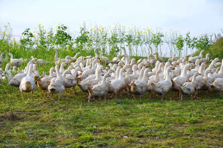 Lots of geese in a field in Upper Austria, Austria, Europeの写真素材