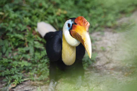 Hornbill in Schmiding Zoo, Upper Austria, Austria, Europe