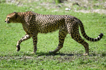 Cheetah in Schmiding Zoo, Upper Austria, Austria, Europe