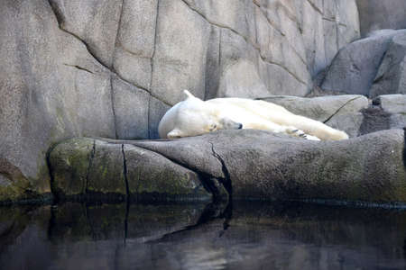 Ice bear in Hagenbeck Zoo in Hamburg, Germany, Europeの写真素材