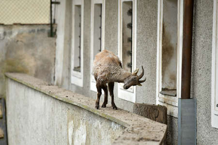 A capricorn in Lamberg Castle in Steyr, Austria, Europeの写真素材