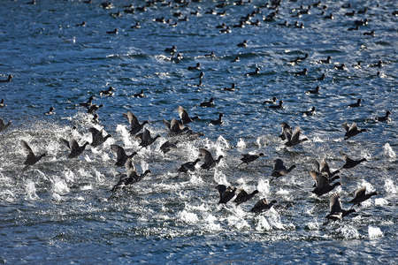 Mass start of water birds at Traunsee, Austria, Europeの写真素材