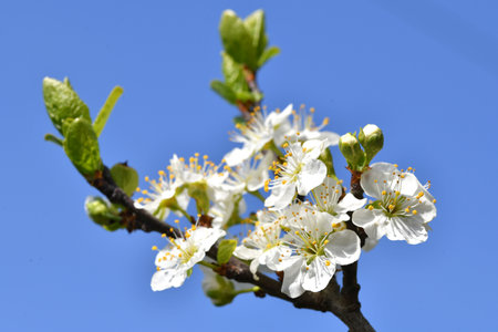 Close up of plum blossomsの写真素材