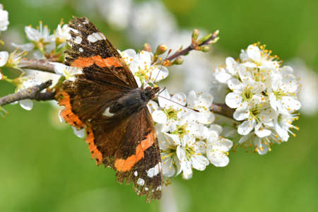 Close up of blossoms of a sea buckthorn bush with a Red Admiral butterflyの写真素材