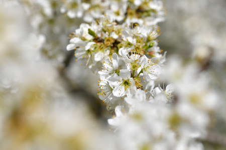 Close up of blossoms of a sea buckthorn bush in the sun