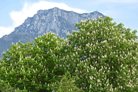 A blossoming chestnut tree in front of the Traunstein, Austria, Europeの写真素材
