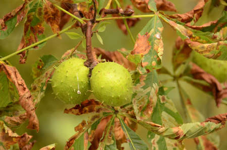 Two green chestnuts on the tree