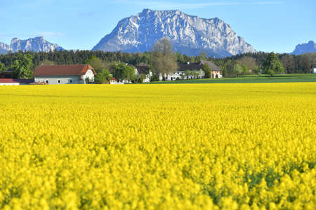 A blooming rapeseed field in the Salzkammergut with the Traunstein in the background, Austria, Europeの写真素材