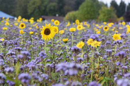 A sunflower field with phacelia plants in autumn in the Salzkammergutの写真素材