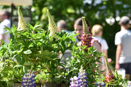 Garden exhibition "Gartenlust" in Bernau Castle, Fischlham, Wels-Land District, Upper Austria, Austria, Europeのeditorial素材