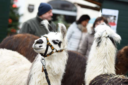 Llama at a Christmas market in Gmunden, Austria, Europeのeditorial素材