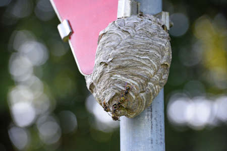 Wasp nest on a traffic sign, priority board, Austria, Europe