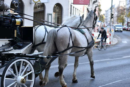 Fiaker horses in Vienna, Austria, Europeのeditorial素材