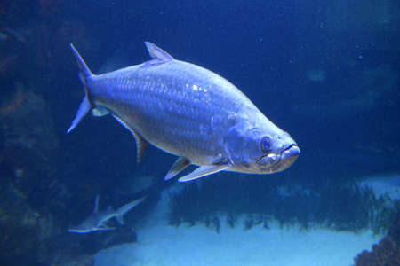 House of the Sea in Vienna, Austria, Europeのeditorial素材