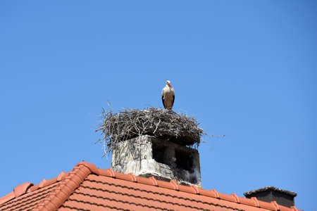 Storks in the well-known town of Rust on Lake Neusiedl in Burgenland, Austria