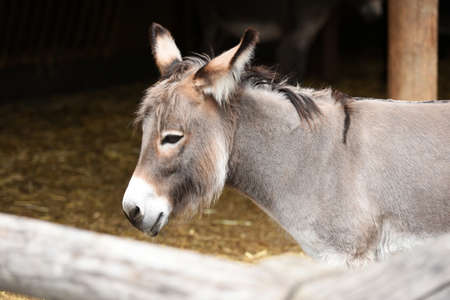 Donkeys at Gut Aiderbichl in Deggendorf, Bavaria, Germany