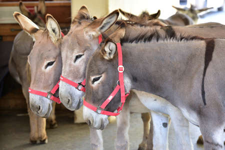 Three Donkeys at Gut Aiderbichl in Henndorf, Salzburg, Austriaの写真素材