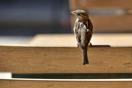 A sparrow sits on a chair arm in Gut Aiderbichl, Salzburgの写真素材