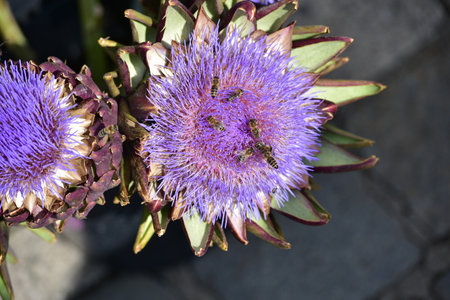 Artichoke blossom with many bees at the Viktualienmarkt in Munichの写真素材