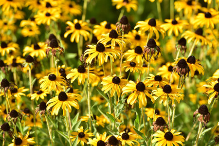 A slot containing the Common Coneflowerの写真素材